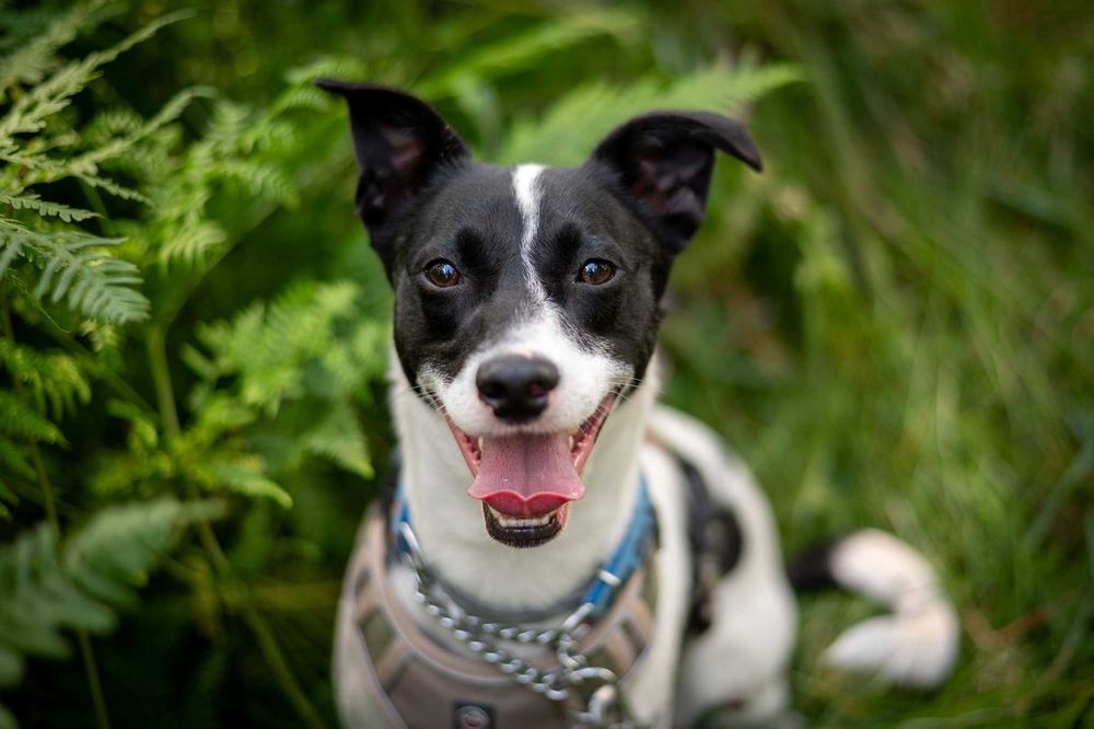 Modi – młody psiak szuka cierpliwego i spokojnego domu