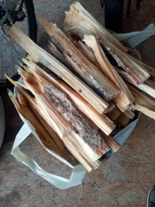 Rozpałka Sosnowa szczypa