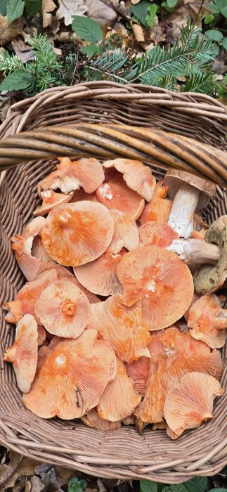 Świeże rydze zbierane na zamówienie, dowoz, wysylka