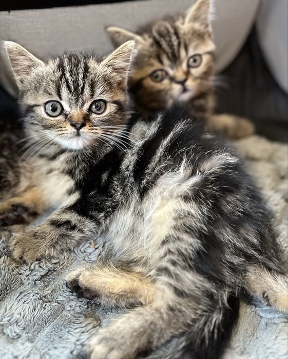Продам Шотландських котиків