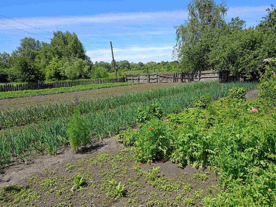 Продам будинок в селі Надинівка.