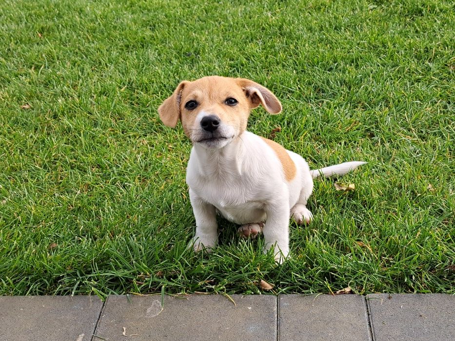 Jack russell terrier  piesek