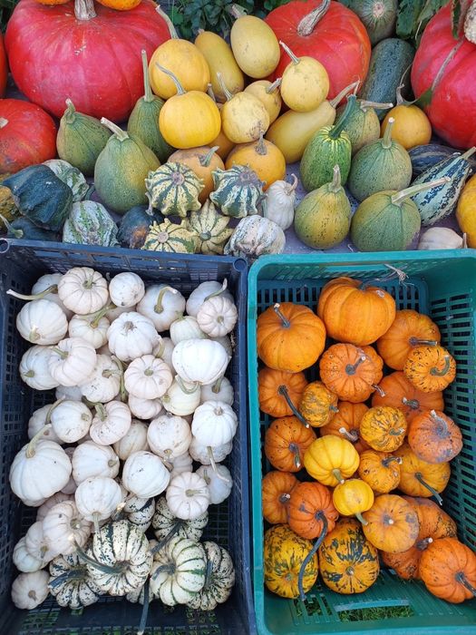 Dynie ozdobne i jadalne