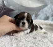 Shih tzu, prześliczna suczka, tricolor.
