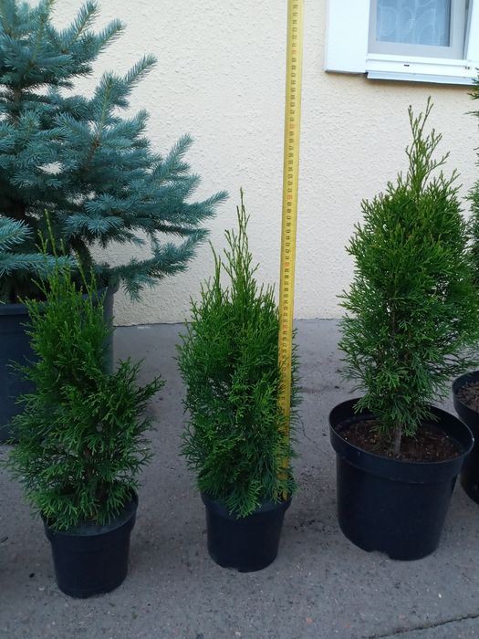 Туя Смарагд 45-50 см у горщику 2 л; ялинки, ялівці, сосни, хвойні росл
