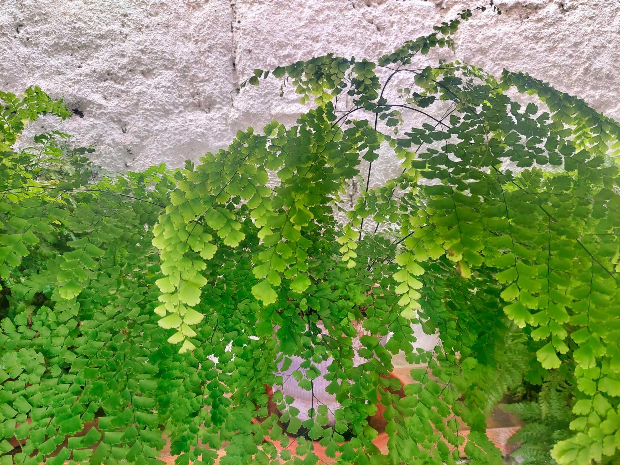 Diversas plantas/flores. 25€ cada