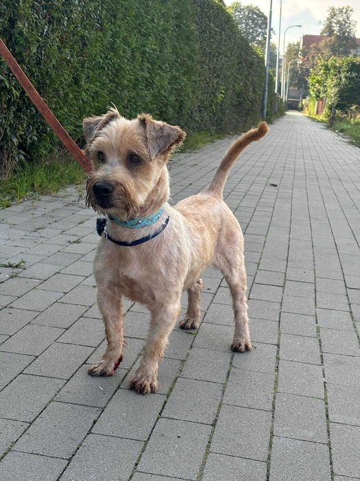 Bobi prawie york do adopcji