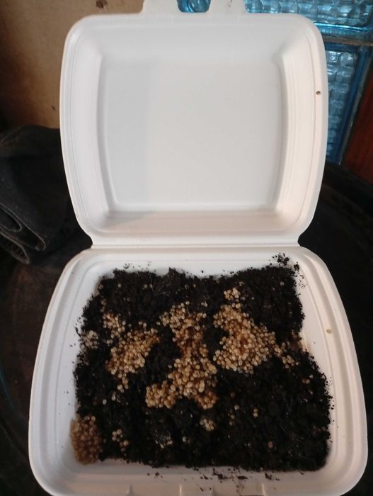 Мальок, ікра равлика helix aspersa muller Мюллер