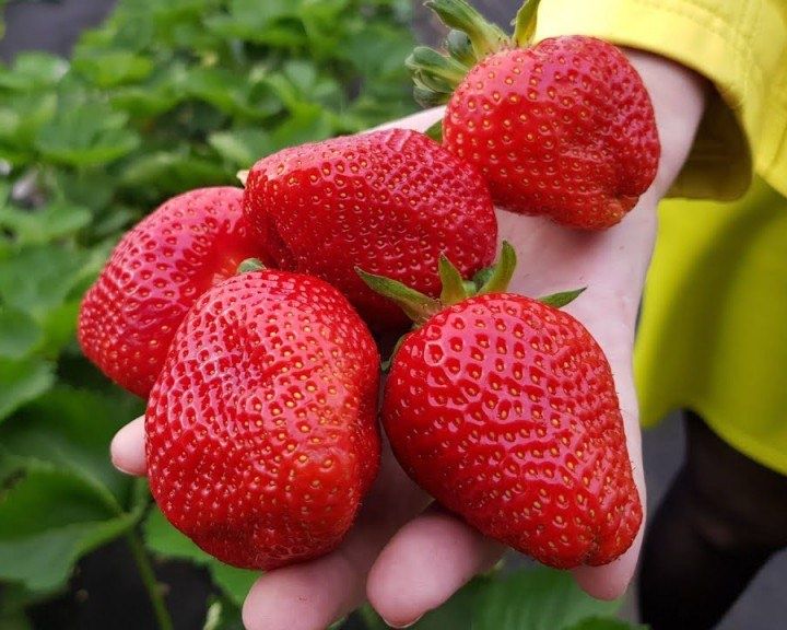 Саджанці копаної ремонтантної, літньої полуниці + Подарунок