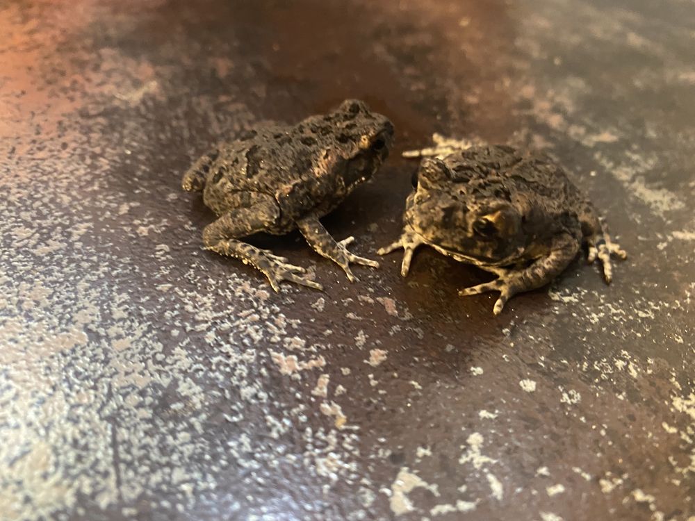 Гигантская жаба ага, сухопутная лягушка жаба