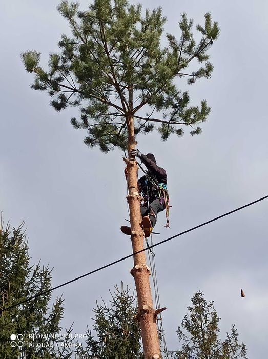 Wycinka i pielęgnacja drzew metodą alpinistyczną arborysta