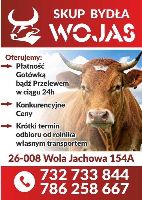 Skup bydło w każdej kondycji ! Krowy Byki Jałówki Konkurencyjne Ceny