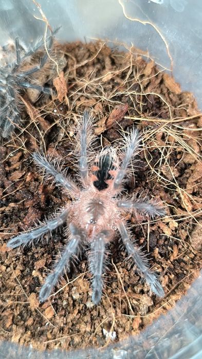 Pamphobeteus sp. Machalla L4