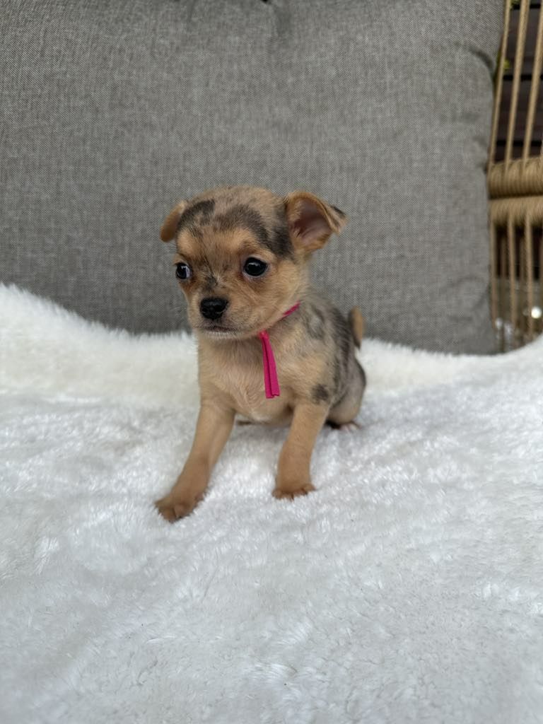 Przesliczna dziewczynka Chihuahua  choco merle tan