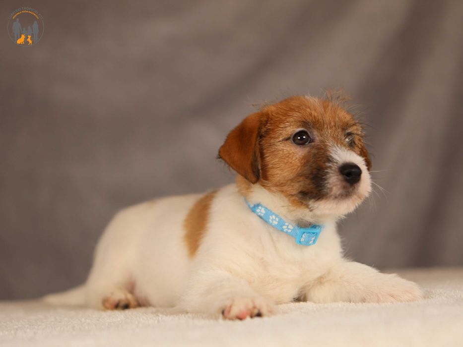 Jack Russell Terrier ZKwP FCI po Championie PL