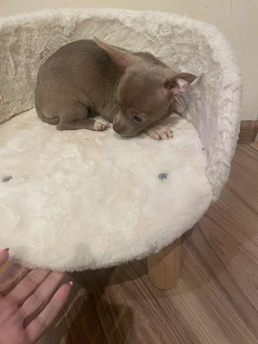 Chihuahua liliowy chłopczyk gotowy do odbioru