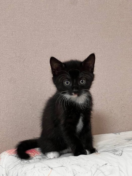 Котик, кошеня, киця, кітик, кицюня