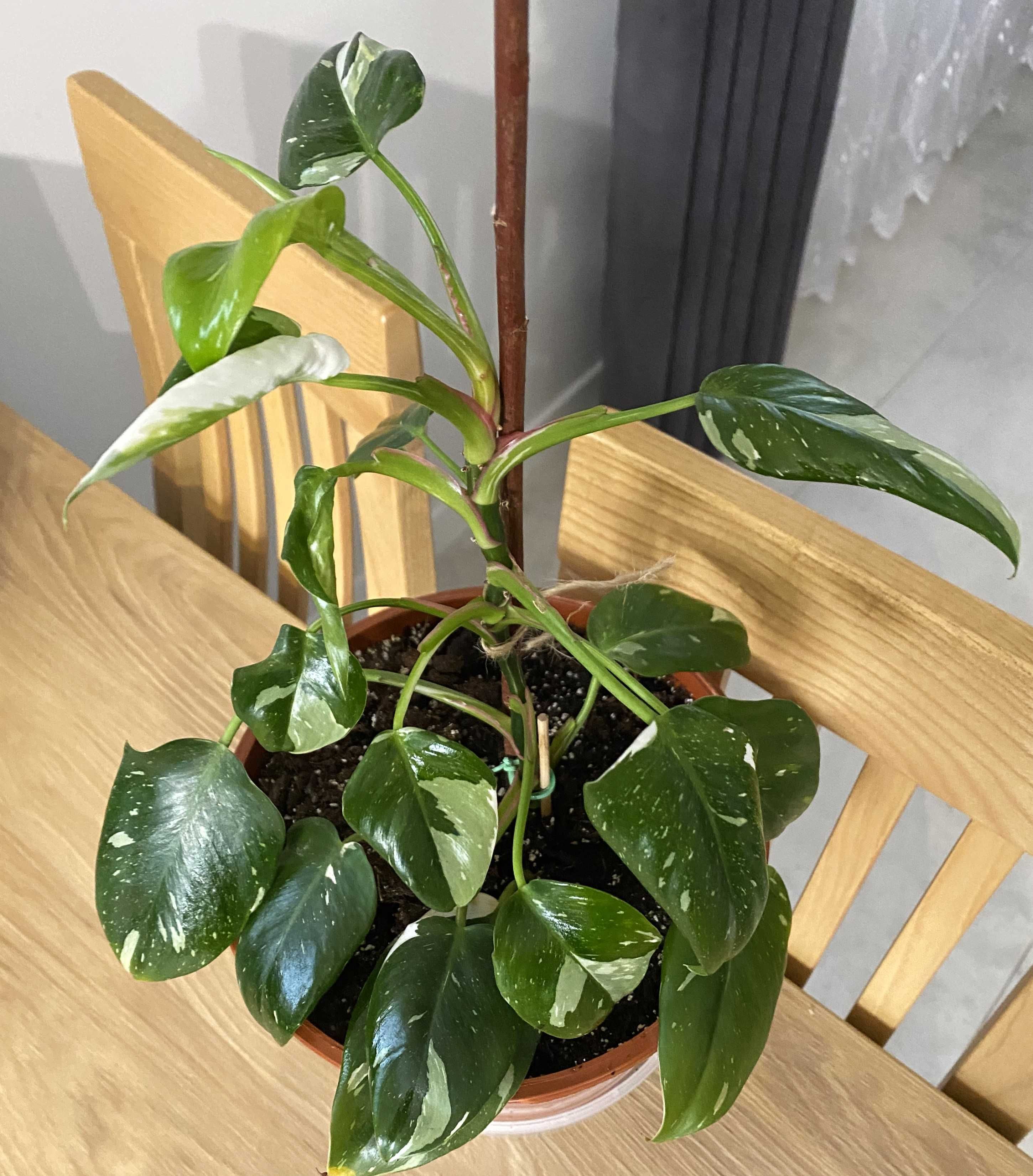 Filodendron White Princess, zdjęcia oferowanej rośliny, Z PARAPETU