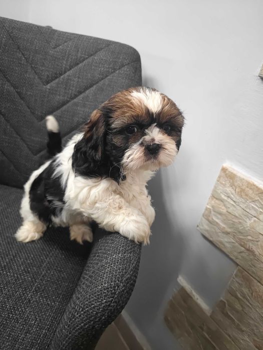 Szczeniak shih-tzu piesek Loko