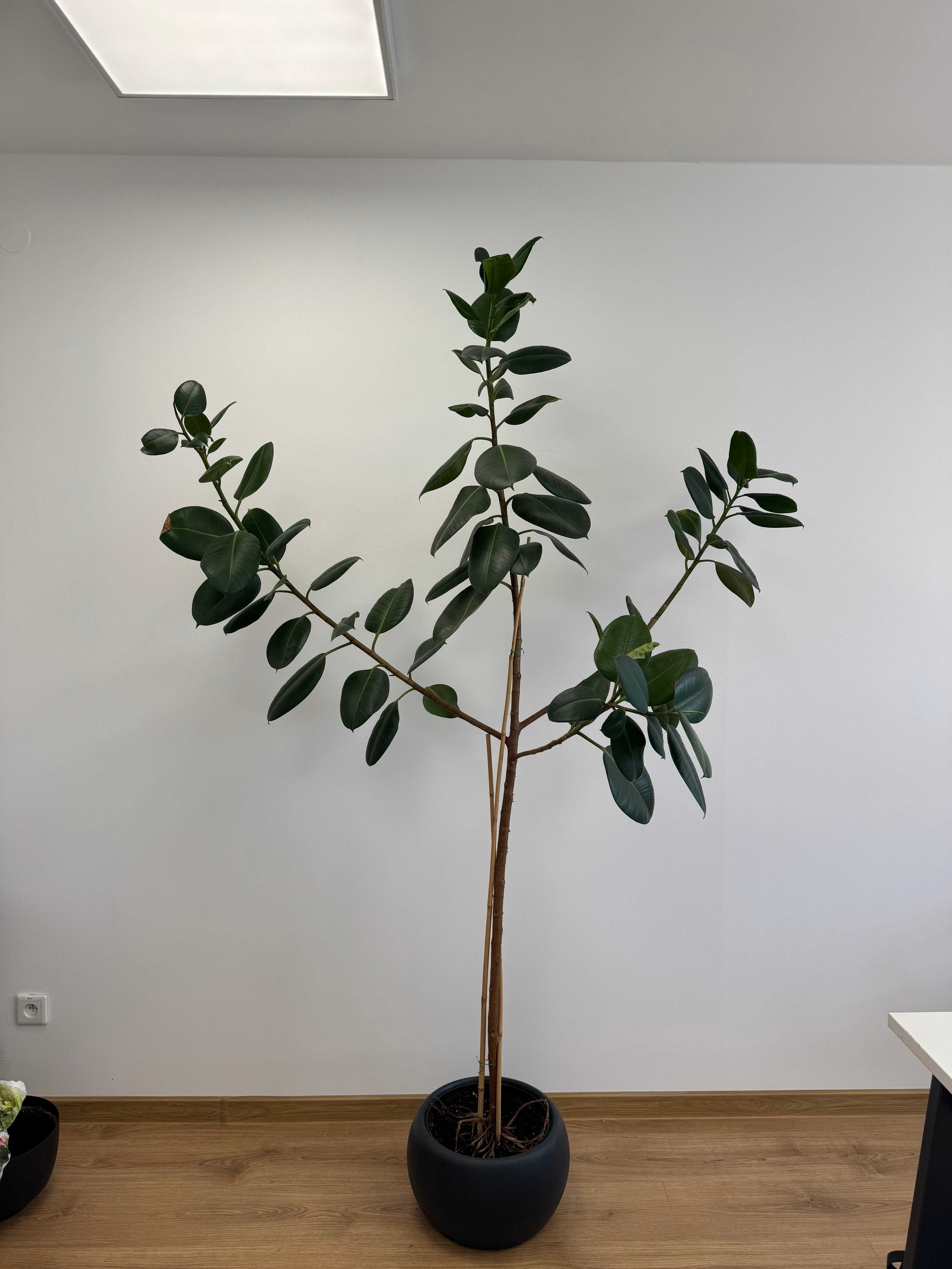KWIATY POKOJOWE OLBRZYMY ! monstera, figowiec, bananowiec