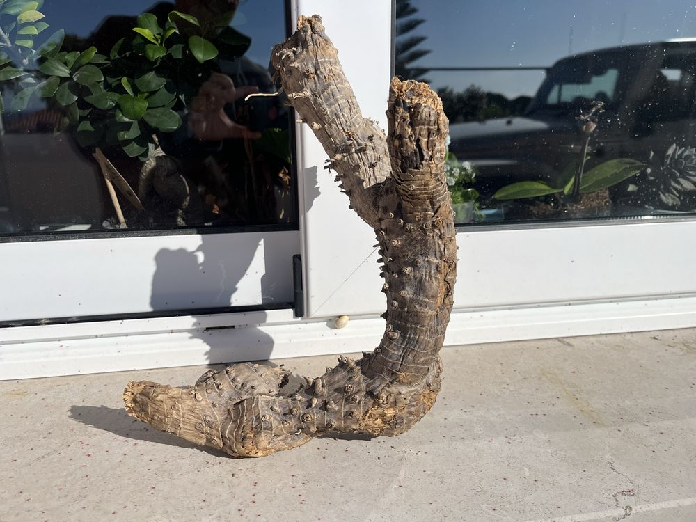 Tronco raiz para aquário ou terrário