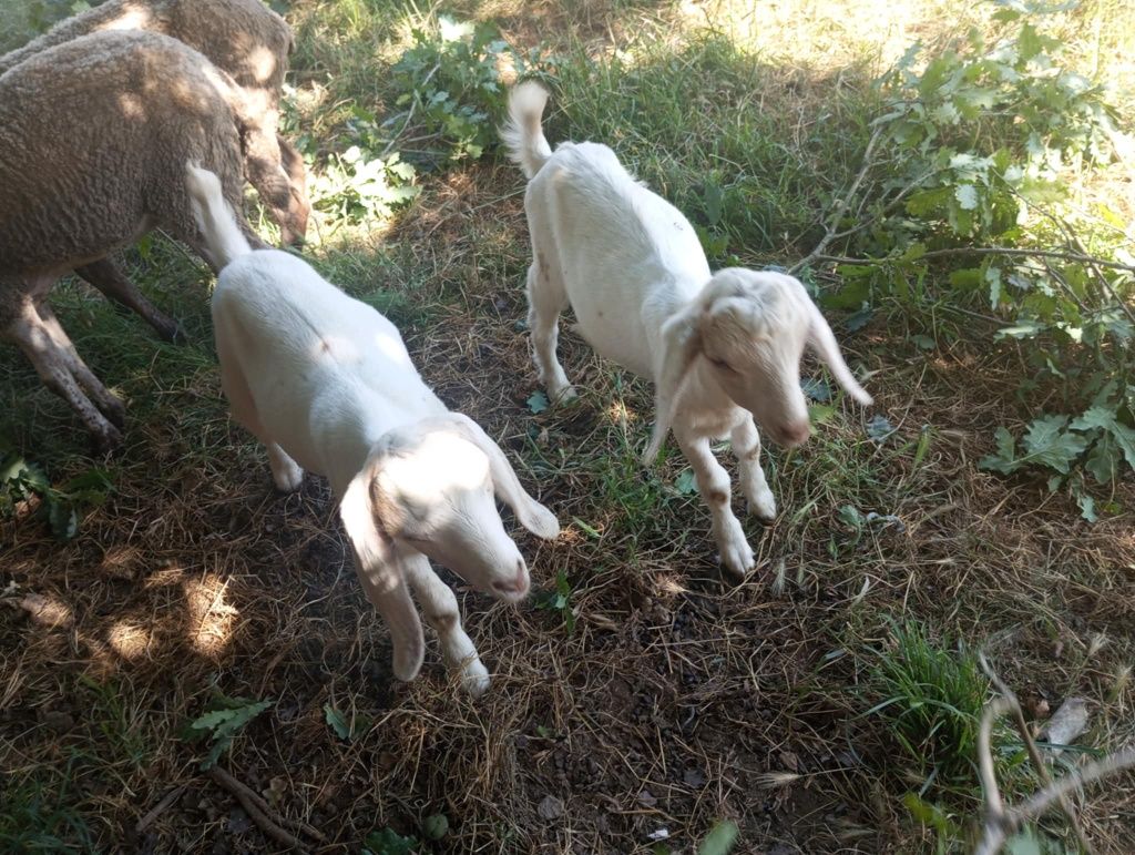 Cabrito com 6 meses