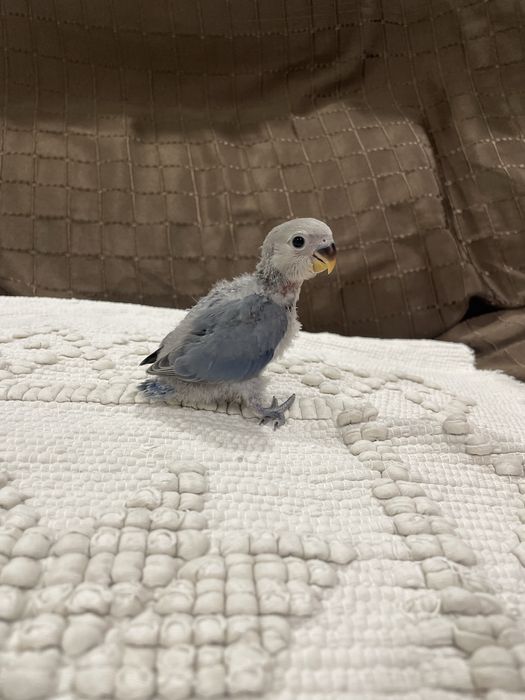 Agapornis azuis para acabar de criar à mão