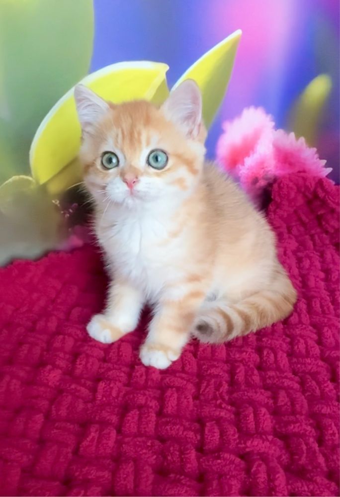Хлопчик британський золотий котик