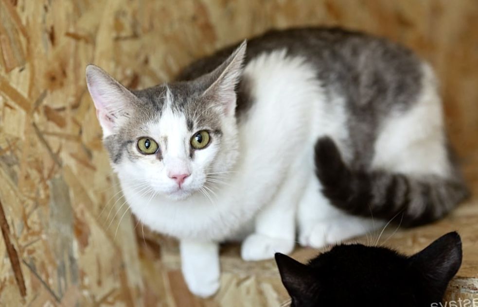 Котенок Круз 1 год, классный