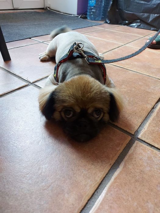 Сертифікований грумер.Грумінг салон вул. Перемоги