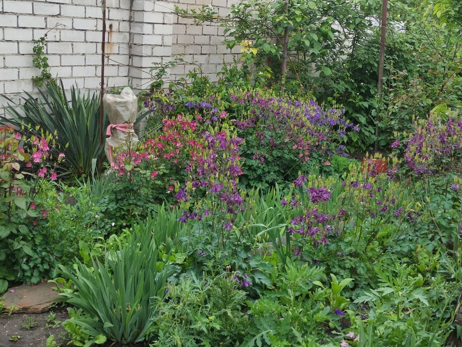 глицинья саженцы большие.