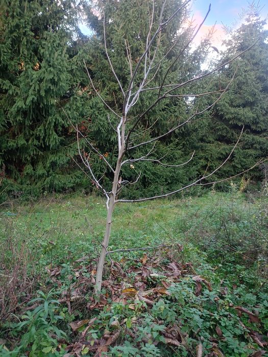 Oddam za darmo drzewka orzechów włoskich