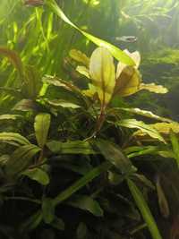 Bucephalandra - Roślina do akwarium