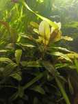 Bucephalandra lub Anubias - Roślina do akwarium