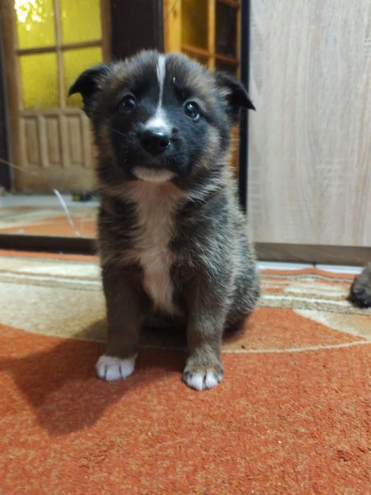 Oddam pieski do dobrych domów