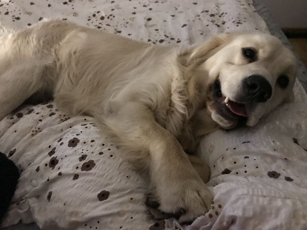 Reproduktor Golden Retriever