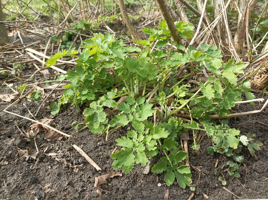 Glistnik jaskółcze ziele 12 sadzonek