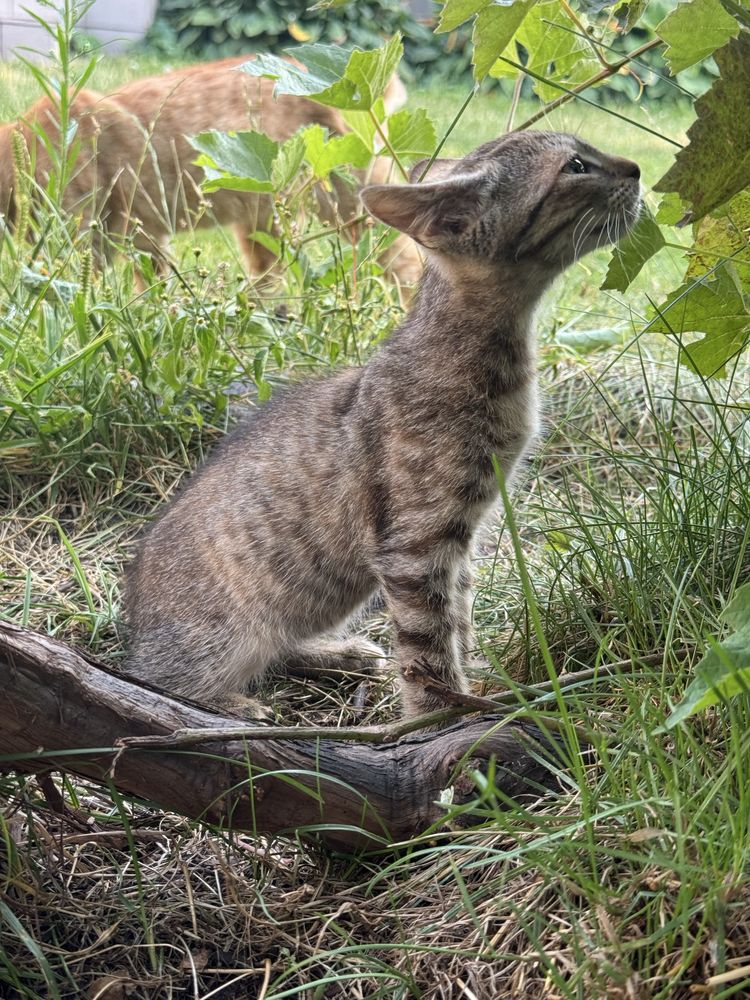 Віддам кошенят 3 місяці