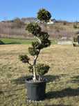 Bonsai , drzewko , tuja brabant
