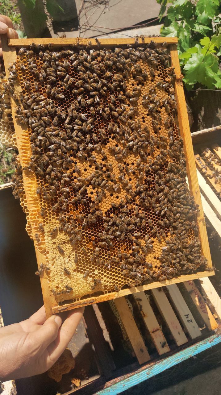 Продам пчелопакеты 4р.р, бджолопакети, пчелы, бджоли