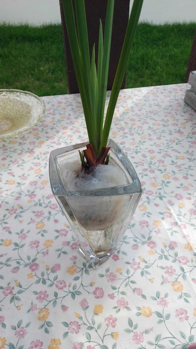 Lirio de agua amarelo para lago