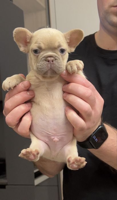 Хлопчик Француз вік 1,5 місяці