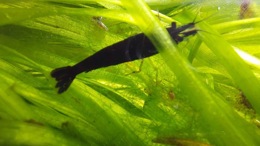 Krewetka Neocaridina schoko