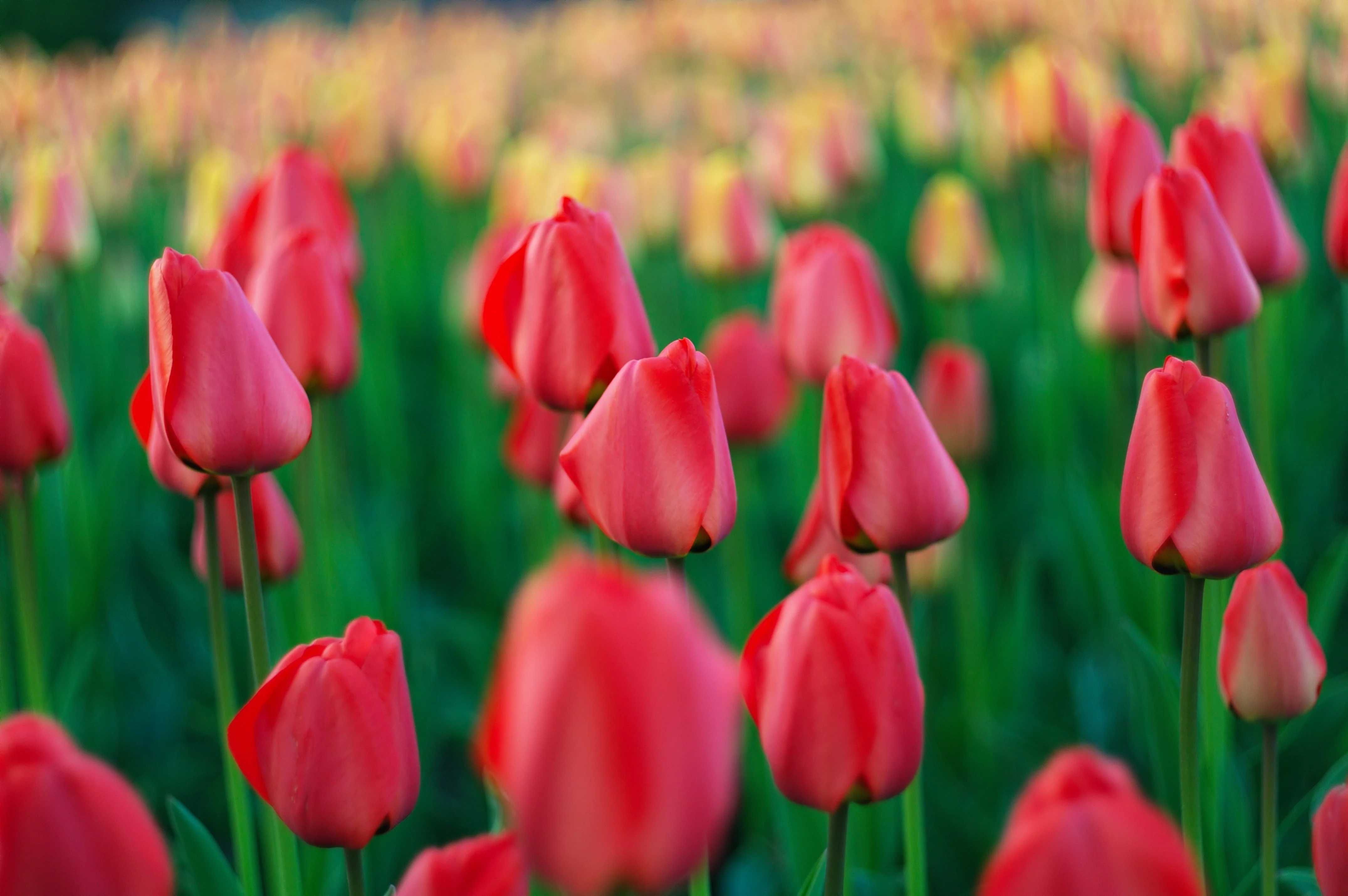 TULIPAN Czerwony 25 szt Cebulki Tulipanów Czerwonych TULIPANY Czerwone