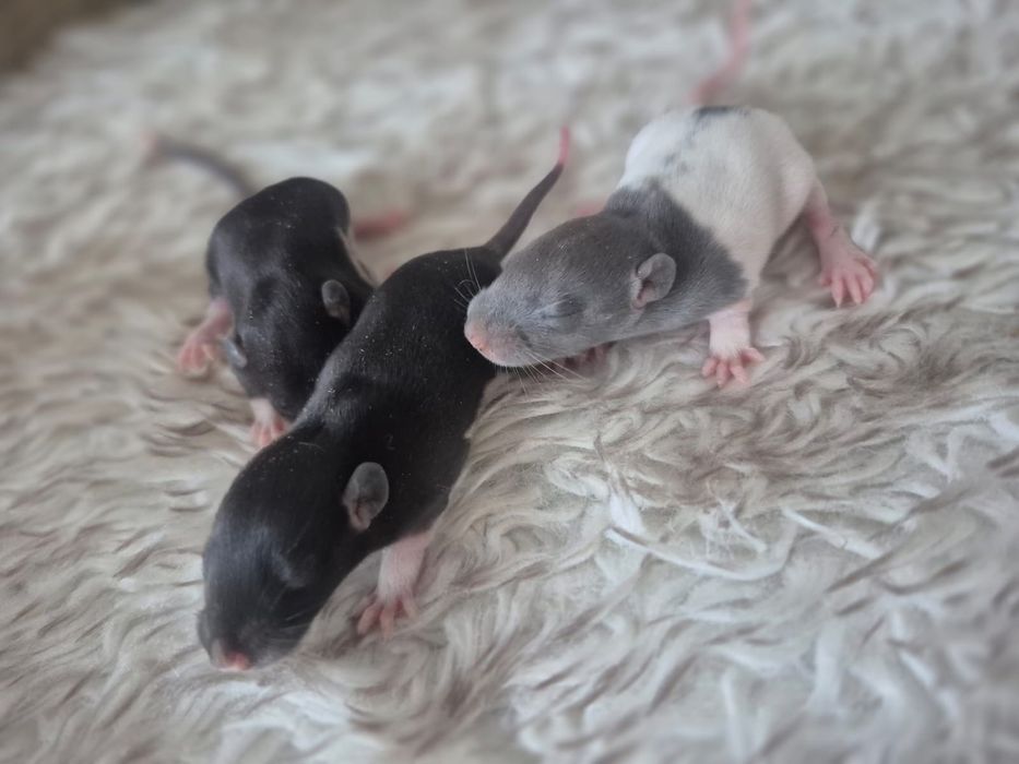 Szczury Dumbo Samce samice