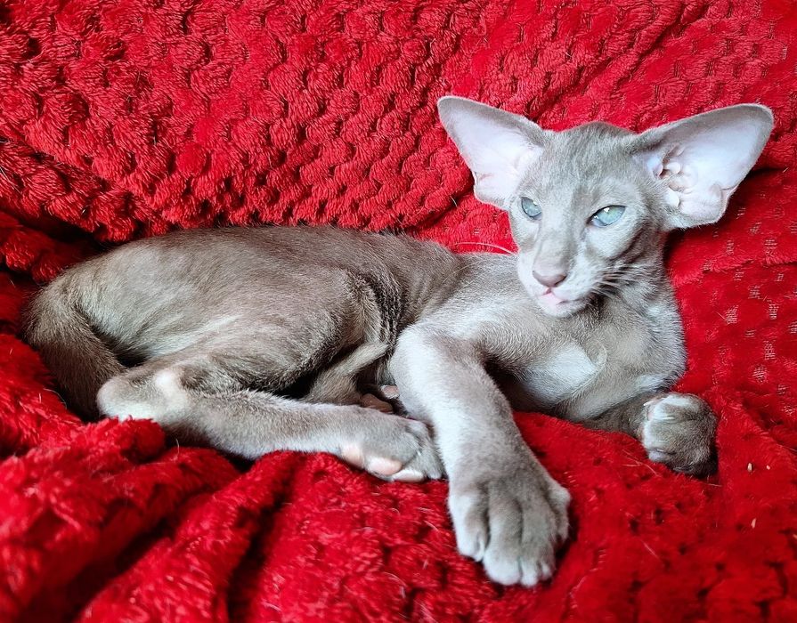 Лиловый ориентальный мальчик