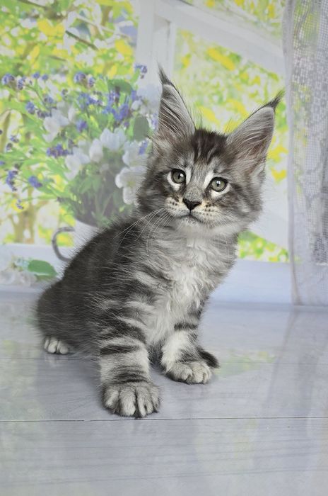 Бегемот и Арабеска