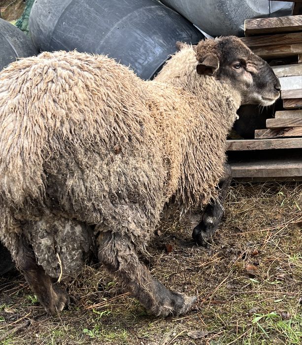 Carneiro com seis meses