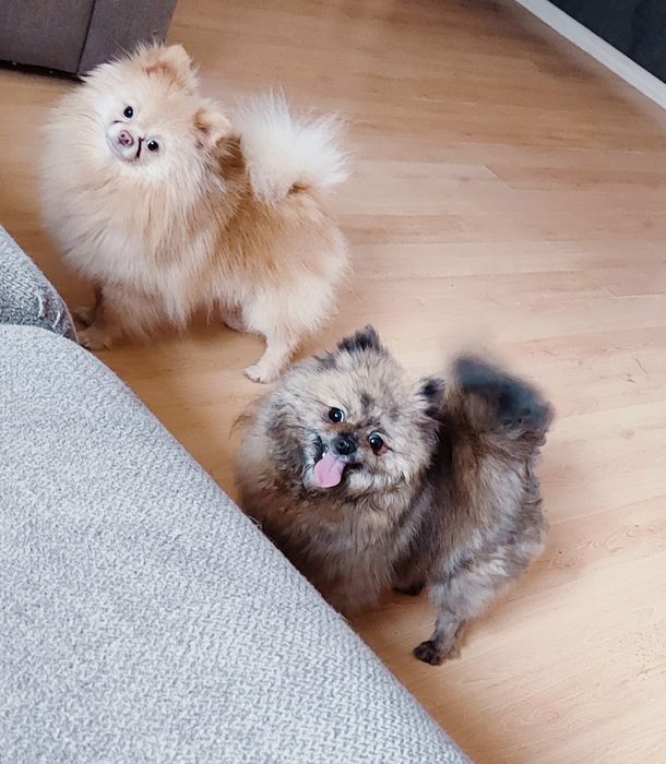 Терміново маю цуценят