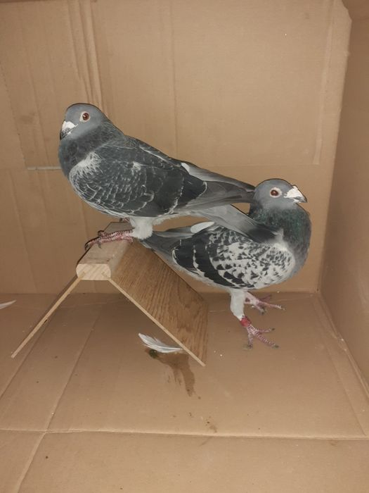 Sprzedam gołębie